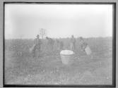 Cotton picking near Charlotte