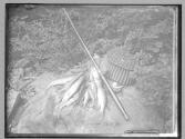 Pickeral Catch 1880