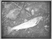 Single Salmon caught Aug 13 1885 at Mud Landing