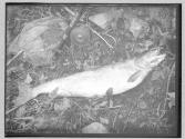 Large Salmon caught 1885