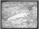 Single Salmon, 1885
