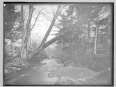 View near Swift Water on Broadheads Creek 1879