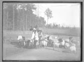 Feeding goats North Carolina, 1885