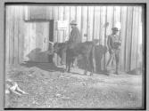 Going to mill, North Carolina, 1885