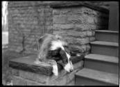[Dog lying on steps]