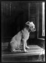 [Boxer pup, seated]