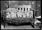 [Puppies on bench]
