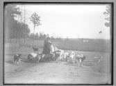 Feeding goats N. Carolina, 1885