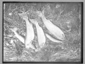 Group of salmon, Grand Falls, 1885, strong(?) negative