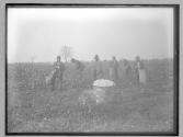 Picking cotton, 1885
