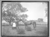 Cousin Frank's old mare, Lanny, 1885