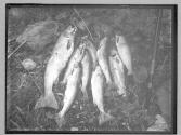 Group of Salmon caught by S. L. Curtis Aug 13 1885 (illeg) NB