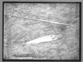 Single Salmon and rod