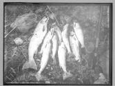 One days fishing
