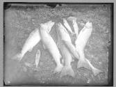 Group of salmon, 1885