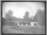 Canal boat & mules, 1885