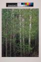 Aspens in Spring, New Mexico