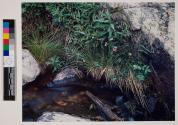 [Nature scene]