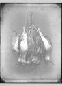 Single Snipe, dead, 1881