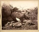 Tiger Hunting - No. 5. Buffalo Killed by Tiger. (Kites, vulture and crow, feeding on carcass)