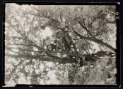 [Boys making treehouse]