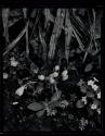 Crocus and Primroses, Orgeval