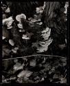 Fungus, Orgeval