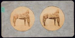 Lieut. Gen. Grant and his favorite horse Lexington. Taken at Cold Harbor, Va. June 14th, 1864