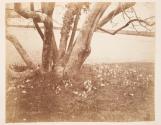 Snowdrops. Calotype. c. 1852