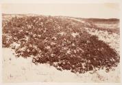 Sandroses on Swansea Beach. Calotype. 1852.
