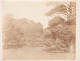 Firs in Margam Park