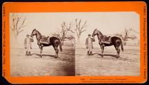 General Grant's horse "Cincinnati"