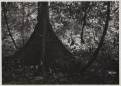 [Tree roots in forest]