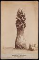 [Snow Plant, Sarcodes Sanguinea]