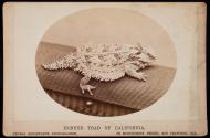 Horned Toad of California