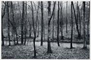[Wooded landscape]