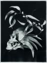 [Human Skull and Leaves]