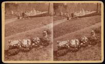 [View of cemetery, floral pieces on row of graves]