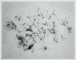 Milkweed seeds on opaque glass lighted from behind.