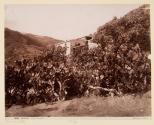 Messina Fichi d' India