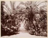Palermo Orlo Botanico