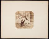 [Saddlebilled stork at the Zoological Gardens, Regent's Park, London]