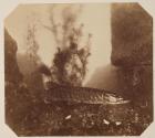 [Fish (Pike)]