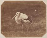 [White stork at the Zoological Gardens, Regent's Park, London]