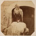 [Eagle at the Zoological Gardens, Regent's Park, London]