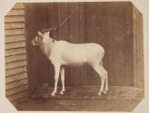 [Antelope at the Zoological Gardens, Regent's Park, London]