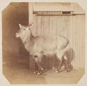 [Sheep at the Zoological Gardens, Regent's Park, London]