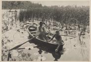 Gathering Water-Lilies