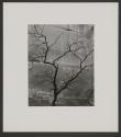 Fifteen Photographs