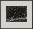 Fifteen Photographs